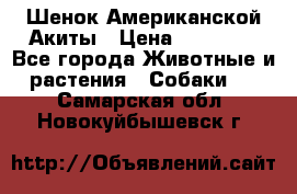 Шенок Американской Акиты › Цена ­ 35 000 - Все города Животные и растения » Собаки   . Самарская обл.,Новокуйбышевск г.